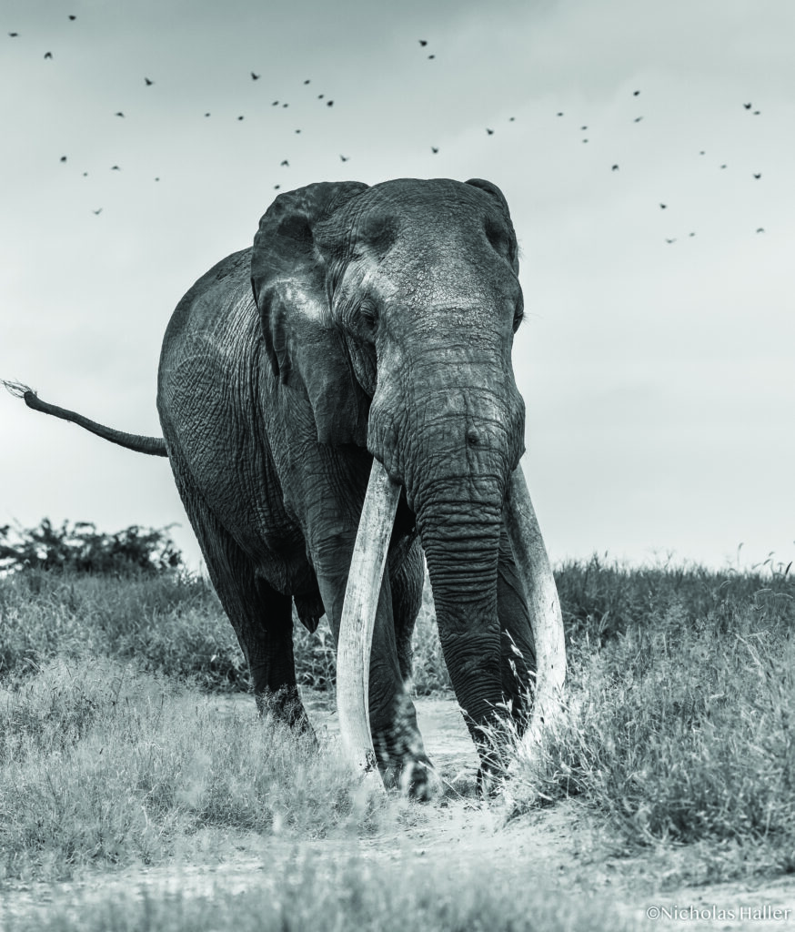 Photo: Lugard — The World's Biggest Big Tusker Elephant