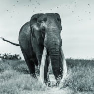 On The Trail Of Kenya's Super Tuskers