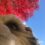 Lessons from a (Mostly) Good Dog 