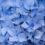 Venus et Fleur Brings Everlasting Hydrangeas Into Bloom